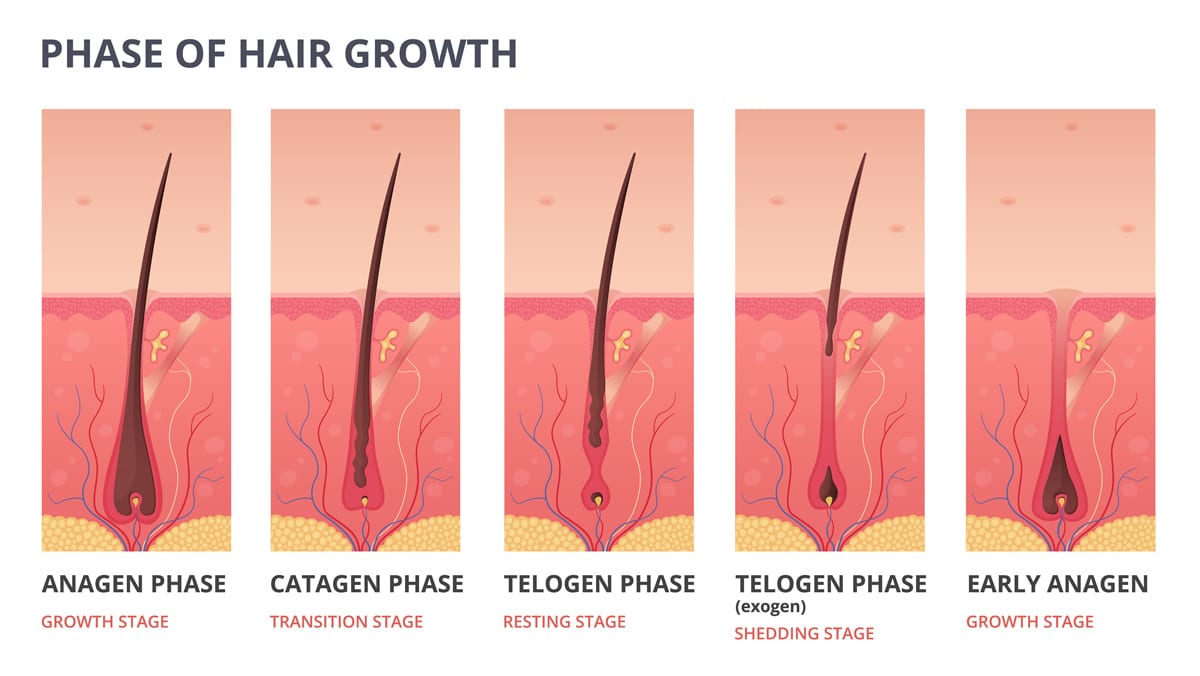 hårvækst stadier
